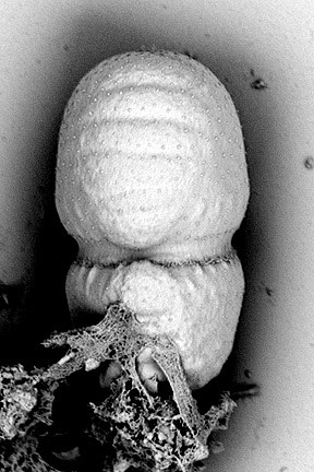 Cosmarium benedictum